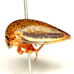 Stictopelta marmorata