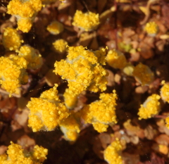 Angianthus microcephalus