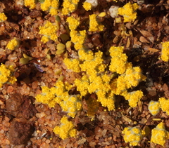 Angianthus microcephalus