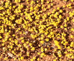 Angianthus microcephalus