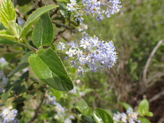 Ceanothus oliganthus