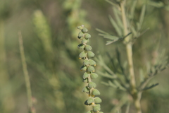 Ambrosia tenuifolia