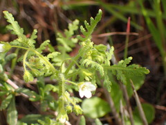 Eucrypta chrysanthemifolia