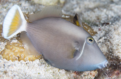 Sufflamen chrysopterum