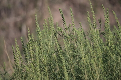 Ambrosia tenuifolia