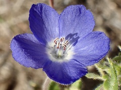 Nemophila menziesii menziesii