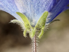 Nemophila menziesii menziesii