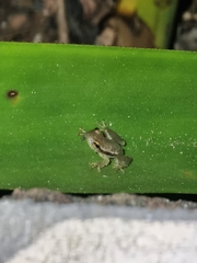 Phyllodytes luteolus