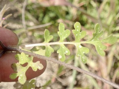 Nemophila menziesii menziesii