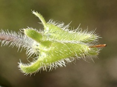 Nemophila menziesii menziesii