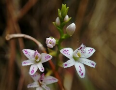 Epidendrum fimbriatum