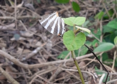 Panthiades bathildis