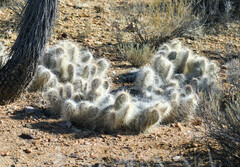 Opuntia polyacantha