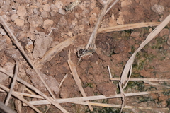 Burnsius orcynoides