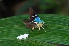 Astraptes fulgerator