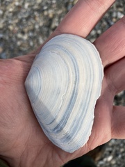 Macoma