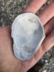 Macoma