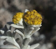 Angianthus cunninghamii