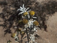 Angianthus cunninghamii