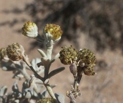 Angianthus cunninghamii