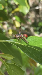 Monoceromyia floridensis