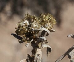 Angianthus cunninghamii