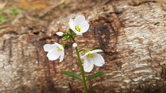 Cardamine nuttallii