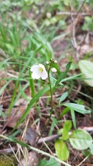 Cardamine nuttallii