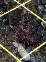 Pisaster ochraceus