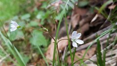 Claytonia sibirica