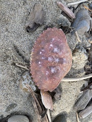 Metacarcinus anthonyi