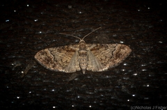 Mnesiloba eupitheciata