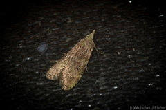 Heteromicta tripartitella