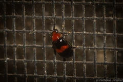 Monolepta rubrofasciata