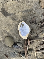 Metacarcinus anthonyi