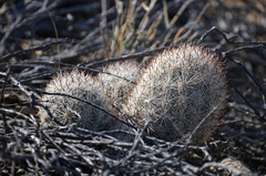 Escobaria alversonii