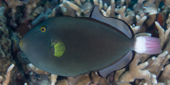Melichthys vidua