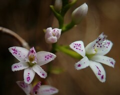 Epidendrum fimbriatum