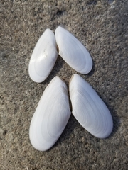 Megangulus bodegensis