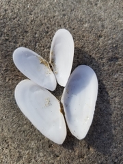 Megangulus bodegensis