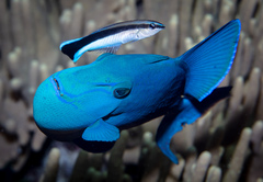 Odonus niger