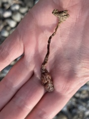 Styela montereyensis