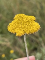 Helichrysum umbraculigerum