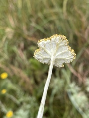 Helichrysum umbraculigerum