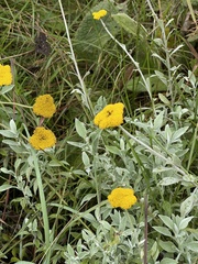 Helichrysum umbraculigerum
