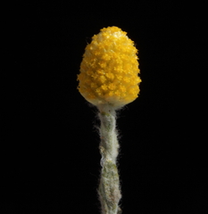 Angianthus tomentosus