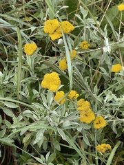 Helichrysum umbraculigerum