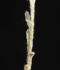 Angianthus tomentosus