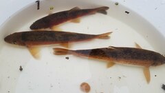 Catostomus catostomus