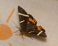 Lychnographa heroica